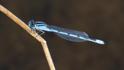 Enallagma civile (Familiar Bluet)-3.jpg